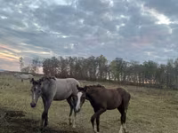 Iapă, Horse breed — foto 4