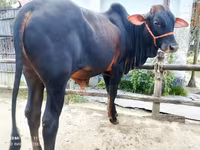 Lembu betina, Cattle — foto 3