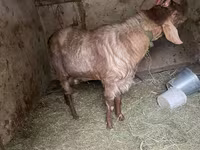 Bode, Nubian Goat — foto 3