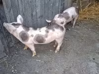 หมูป่าตัวผู้, Пьетрен — รูปภาพ 4