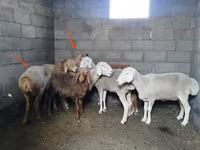 Oveja, Katum sheep — foto 2