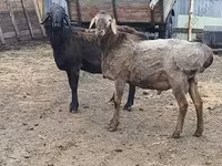 แกะตัวผู้, Hissar sheep — รูปภาพ 2