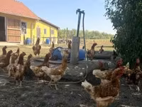 Chickens — الصورة 2