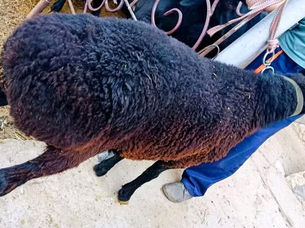 Kambing jantan, Sheep
