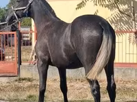 ፈረስ, Lipizzaner — ፎቶ 4