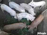 خوک ماده, Пьетрен — عکس 2