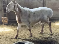 숫양, Arashan sheep — 사진 1