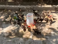 Ducks — foto 2