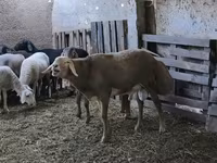 Berbec, Arashan sheep — foto 5