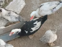Ducks — புகைப்படம் 1