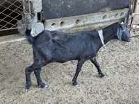 بز ماده, بز — عکس 4
