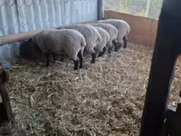 بھیڑ, White Suffolk sheep — تصویر 2