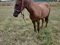 母马, Horses — 照片 5
