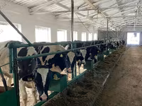 Mucca, Razza Holstein — foto 5