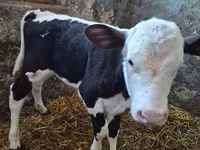 ძროხა, Russian Black pied cattle — ფოტო 2