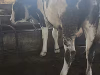 گاو نر, Simmental cattle — عکس 2