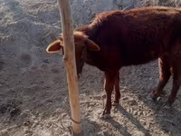 Vacă, Bovine — foto 3