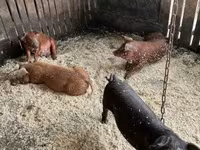 수퇘지, Мангалица — 사진 3