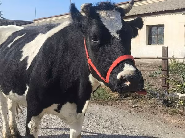 بقرة, Russian Black pied cattle