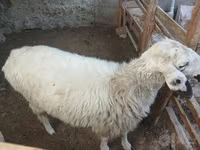 በግ, Sheep — ፎቶ 2