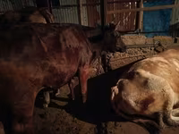 วัวตัวเมีย, Swiss cattle — รูปภาพ 3
