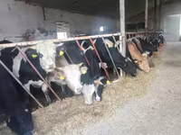 Говбуз, Russian Black pied cattle — акс 2