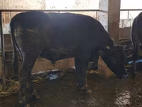 Tyre, Swiss cattle — foto 3