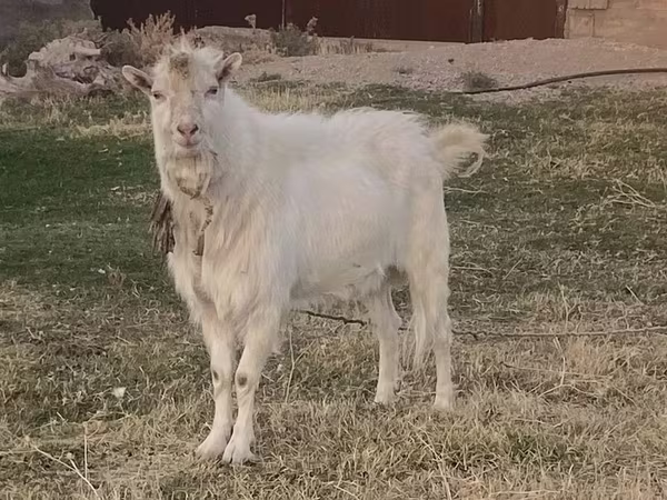Oğlak, Russian White goat