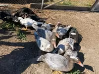 Ducks — Foto 3