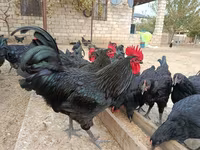 Australorp — sawirka 2