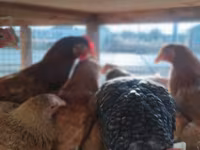 Chickens — fotografija 2