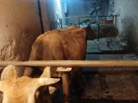 بقرة, Swiss cattle — الصورة 7