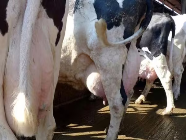 Cow, Swiss cattle