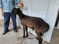 Kambing jantan, Sheep — foto 5