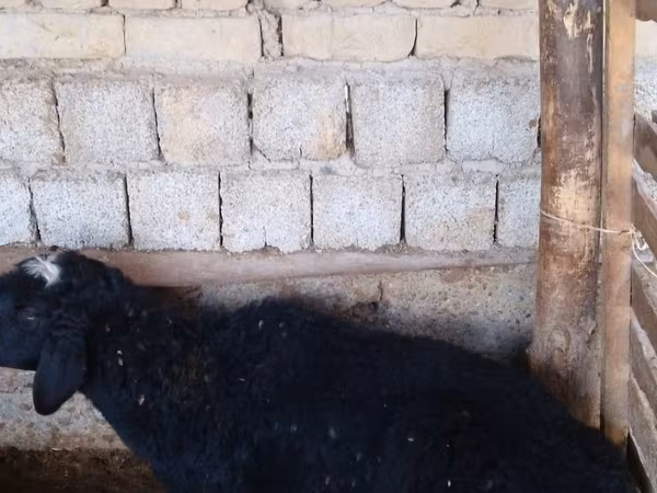 أغنام (دفعة، الجنس غير محدد), الأغنام