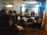 Turkeys — foto 2