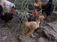 Chickens — foto 2