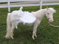 암말, Miniature horse — 사진 1