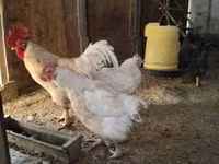 Chickens — foto 6