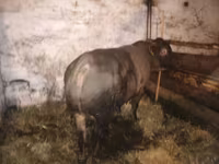 گاو نر, Charolais cattle — عکس 5
