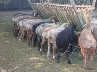 绵羊（批次，未指定性别）, Sheep — 照片 3