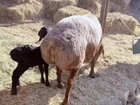 Owca, Owce — zdjęcie 5