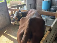 Koe, Latvian Blue cattle — foto 3