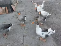 Geese — foto 7