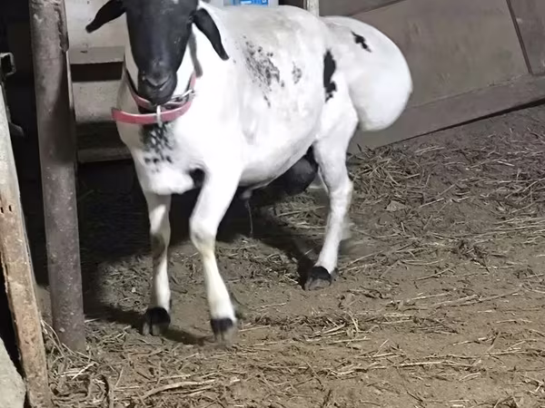 كبش, Blackheaded Persian sheep