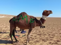 Camello, Arvana camel — foto 2