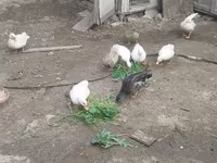 Ducks — 사진 1