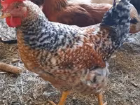 Chickens — foto 4