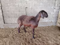 Pecore (lotto, sesso non specificato), Blackheaded Persian sheep — foto 1