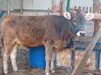 Krava, Swiss cattle — foto 2